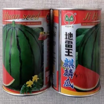 地雷王麒麟西瓜种子中晚熟耐低温西瓜种籽果实圆形质脆多汁