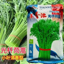 翠香浓光杆茼蒿种子春秋小叶茼蒿菜种籽速生皇帝菜高产抗病