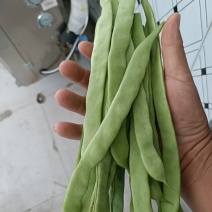 云南扁豆基地直发全国供应可视频看货保质保量