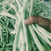 山东白不老芸豆基地一手货源对接电商市场商超可视频