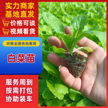 精品白菜苗，厂家直供，基质育苗，无病虫害，现苗直发。