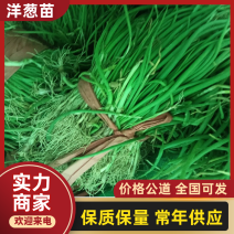 正宗半高庄二红洋葱苗，一手货源，品质有保障，价格不高