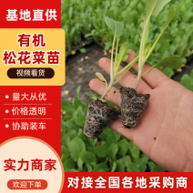 有机松花苗，高产抗病，苗厂直发，现货现发，大棚育苗