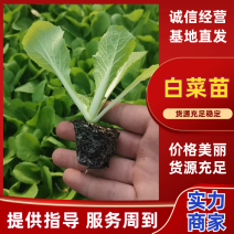 白菜苗，优质大白菜苗，好品种，基地直发，量大价优