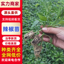【推荐】辣椒苗黄皮尖椒苗，朝天椒苗厂家直供