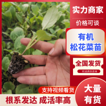 【推荐】菜花苗有机松花菜苗厂家直发提供技术指导