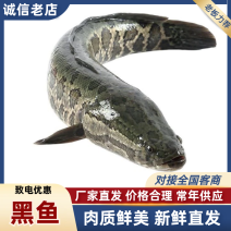 山东济宁微山湖黑鱼淡水鱼成品鱼，鱼苗都有欢迎联系