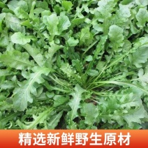 山东野荠菜