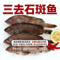 三去石斑鱼批发新鲜免处理1条420g＋袋装餐饮酒店批发