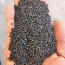 精品生黑芝麻品质保证货源充足价格实惠欢迎联系