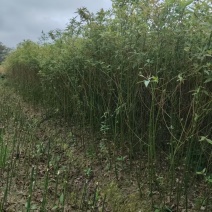 湖南木姜子苗大量接单产地直发量大从优欢迎来电