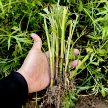 柳蒿芽苗野生水蒿白蒿山野菜苗庭院四季盆栽春秋藜蒿苗芦