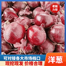 【坏烂包赔】红皮洋葱紫皮洋葱产地货源价格便宜质量保证