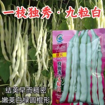 高纯九粒白芸豆种子四季豆角种籽孑早熟高产春秋季老来少豆角