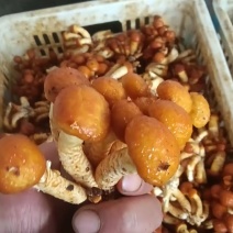 【精品】滑子菇全国发货现摘现发质量保证欢迎老板咨询