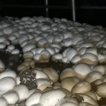 【精品】双孢菇批发零售自家种植现摘先发质量保证