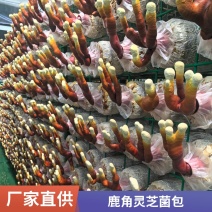 【牛商优选】批发鹿角灵芝菌种灵芝草菌包