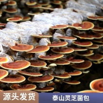 【牛商优选】山东灵芝菌包厂家泰山灵芝菌棒种植技术指导