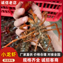 湖北清水品质小龙虾，肉质鲜嫩，营养丰富，老少皆宜
