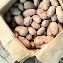特菜七彩土豆署形好规格全承接酒店餐饮食堂可线上交易货量大