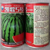 浪潮凯歌5号西瓜种子红大美都西瓜种籽酥脆多汁皮薄耐裂抗病
