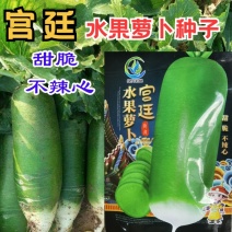 宫廷水果萝卜种子甜脆不辣心绿皮绿肉大青萝卜种子秋播蔬菜种