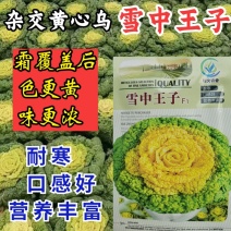 杂交黄心乌种子雪中王子黄心菜耐寒越冬乌塌菜黄心白菜蔬菜种
