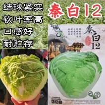 秦白12大白菜种子小包头早熟高产超秦白2号秋播冬储耐寒