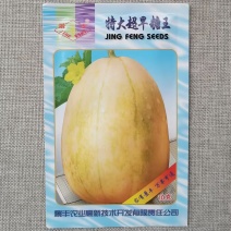特大超早糖王甜瓜种子甜度高不倒瓤抗病高产早熟甜瓜香瓜种籽