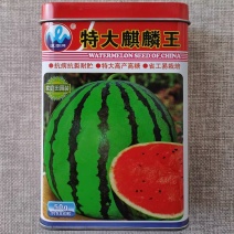 特大麒麟王西瓜种子大果甜麒麟西瓜种籽又大又甜抗病高产大红