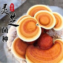 【牛商优选】灵芝种植菌包批发家庭阳台易种多茬采收