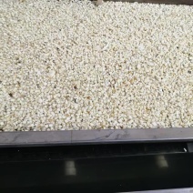 [牛]脱水萝卜粒欧防风薯萝卜产地直销量大质优价格优惠