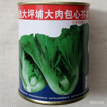 特选大坪埔大肉包心芥菜种子大叶芥菜种籽四季高产包心芥种孑