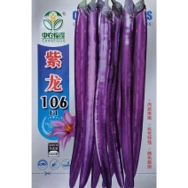 紫龙106紫红长茄种子皮薄肉细果皮深紫结果特强茄子种籽