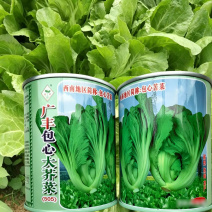 包心芥菜种子耐热耐湿结球腌制包心大芥菜春秋青菜种子