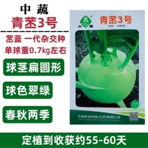 青丕3号青丕蓝种子农科院早熟高产水果丕兰种籽品质优良翠绿