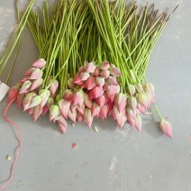 2026鲜切荷花鲜花现采现发，品质保证，坏烂包赔量大从优
