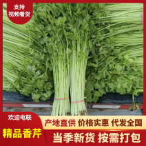 芹菜山东小香芹菜大量上市产地直发对接各大市场