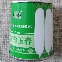 新白玉春萝卜种子秋播韩国纯白萝卜须少甜脆水果白萝卜种子籽
