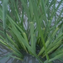 精品茭白苗早熟矮杆茭白种苗九江港澳蔬菜基地