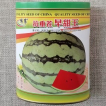 抗重茬早甜王西瓜种子早熟抗病糖度高松脆多汁早甜玉西瓜种籽