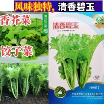清香碧玉大叶香芥菜种子耐热青菜种籽盆栽四季饺子菜腌菜种子