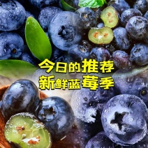云南本地精品L25蓝莓/产地直发/果大价优/货源充足