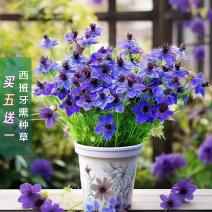 【精品】西班牙黑种草种子欧洲黑子草可切花地栽庭院阳台盆栽