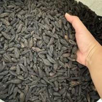 青果大货价12元/斤