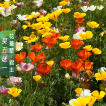 【精品】君主系列花菱草种子金英花人参花洋丽春花籽花菱草种