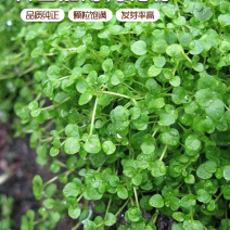 【精品】科西嘉薄荷种子清凉小叶易活地被香草种籽匍匐垂吊盆
