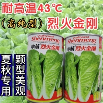 烈火金刚快菜种子耐热耐湿抗热速生快菜蔬菜种子
