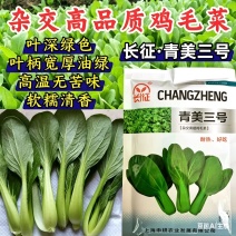 青美三号鸡毛菜种子耐热耐湿杂交上海青夏秋绿梗速生青梗菜种