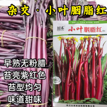 小叶胭脂红种子杂交紫红菜薹苔菜早熟耐寒无粉腊苔菜蔬菜种子